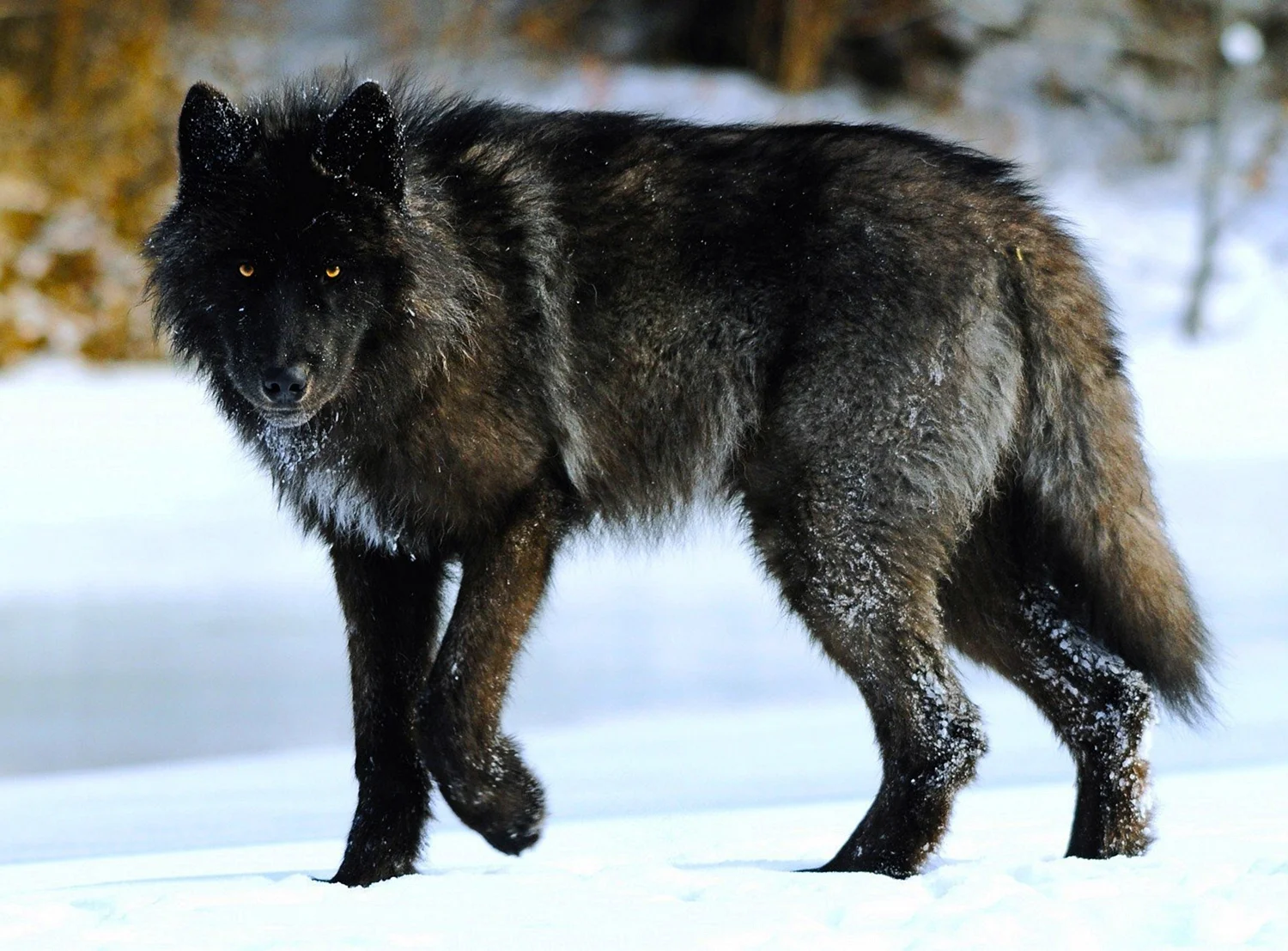 Канадский Бизоний волк