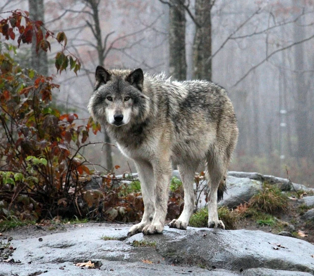 Канадский Лесной волк