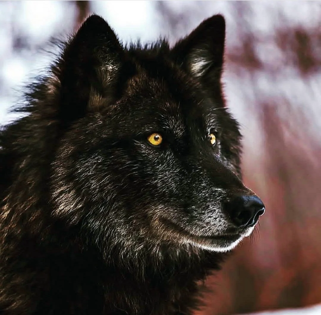 Канадский волк меланист