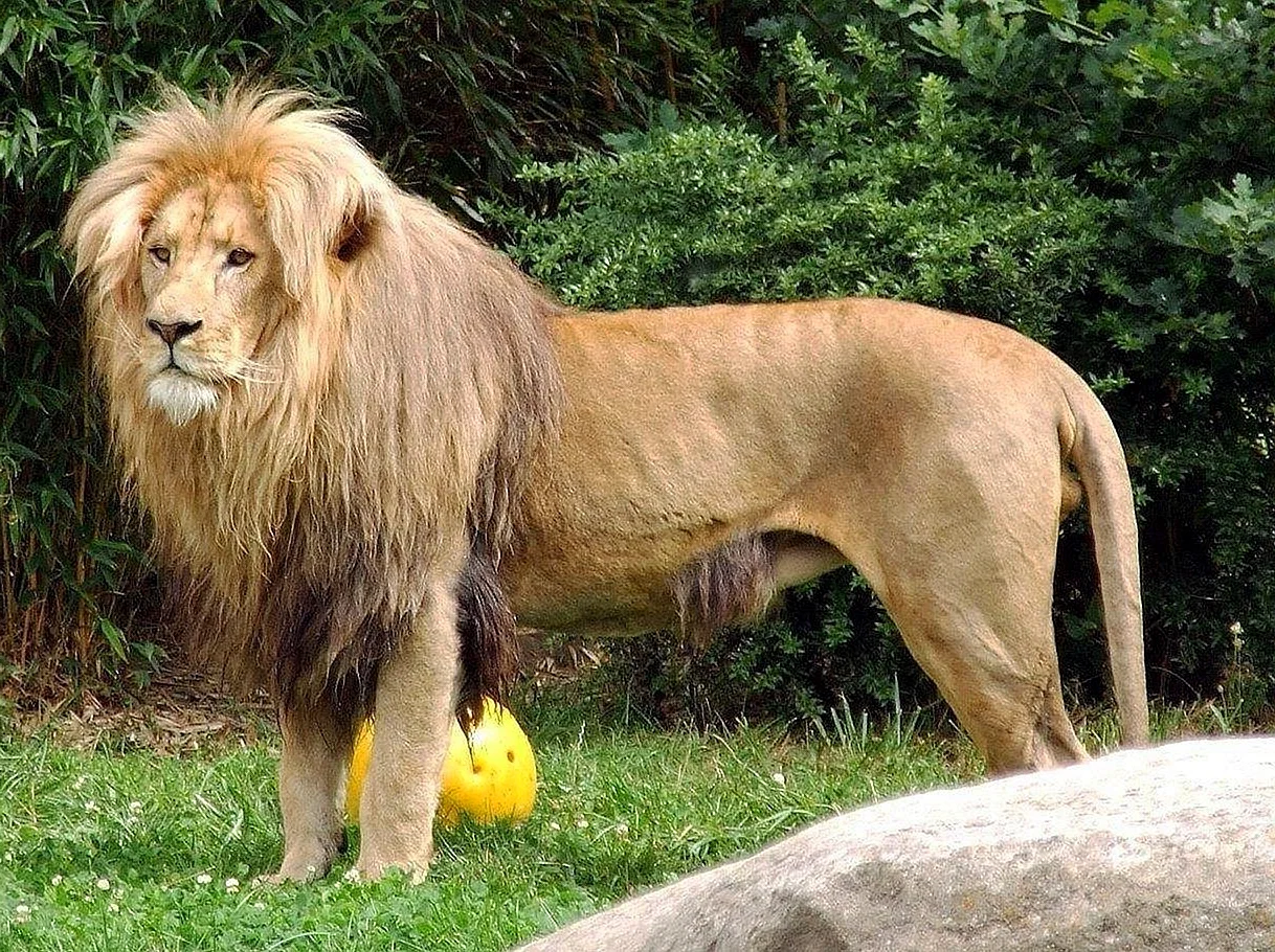 Капский Лев (Panthera Leo melanochaita)
