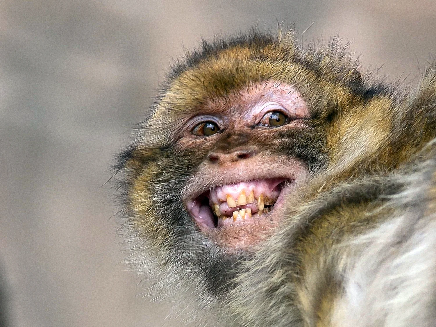 Капуцин обезьяна зубы