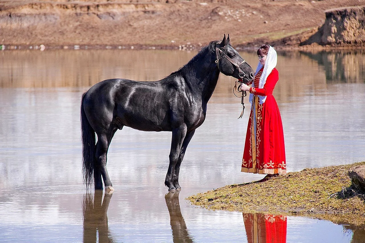 Карачаево-Черкесская порода лошадей