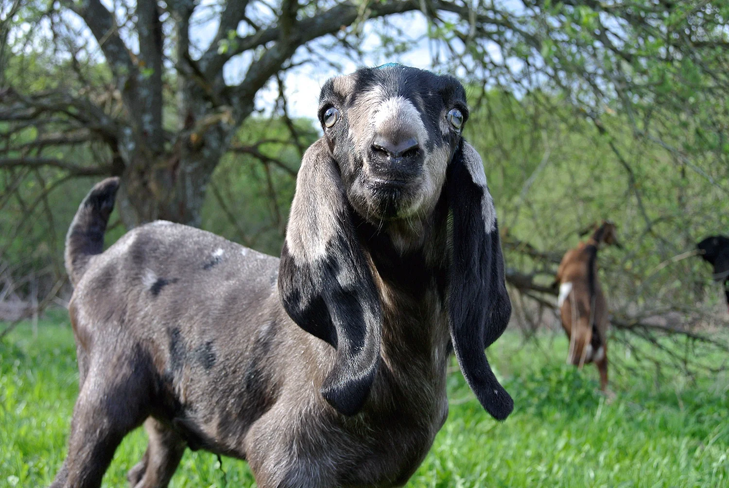 Карачаевская порода коз