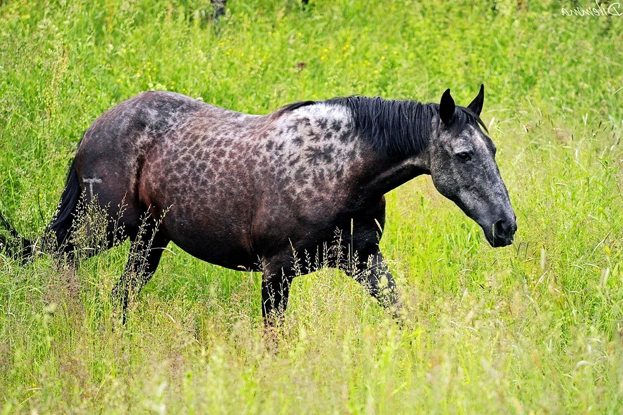 Карачевский порода лошадей