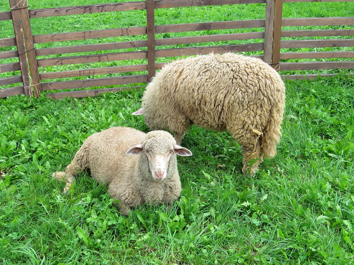 Каракулевая порода овец