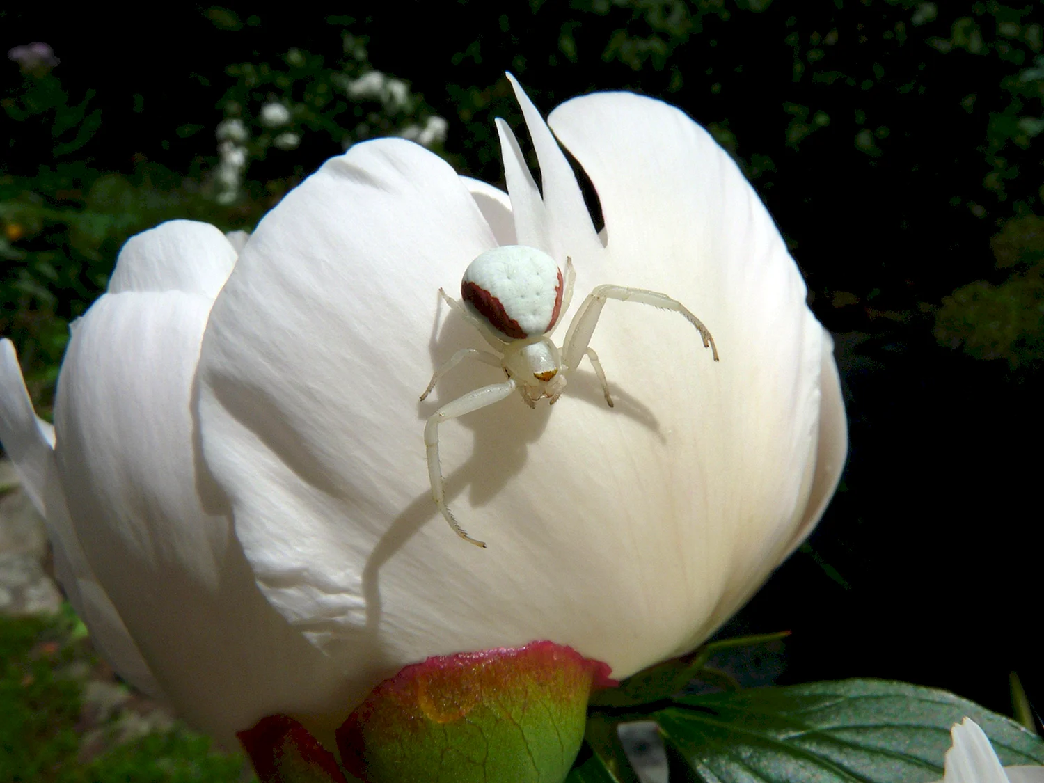 Каракурт альбинос
