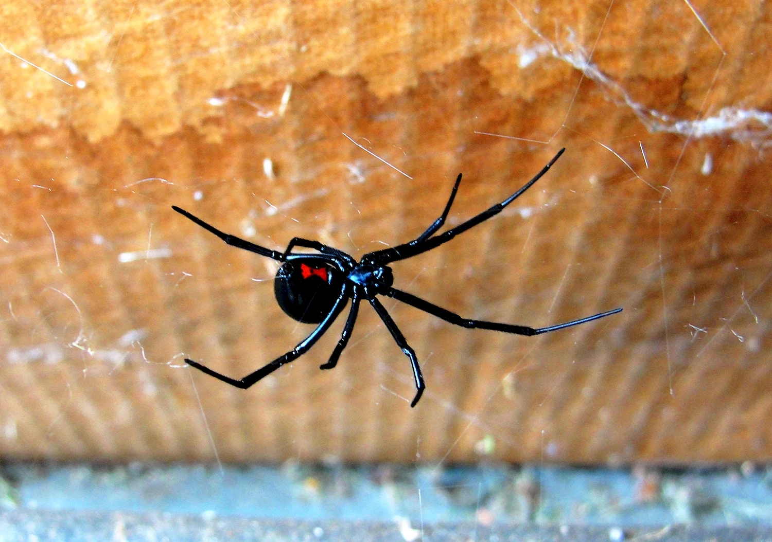 Каракурт паук паутина