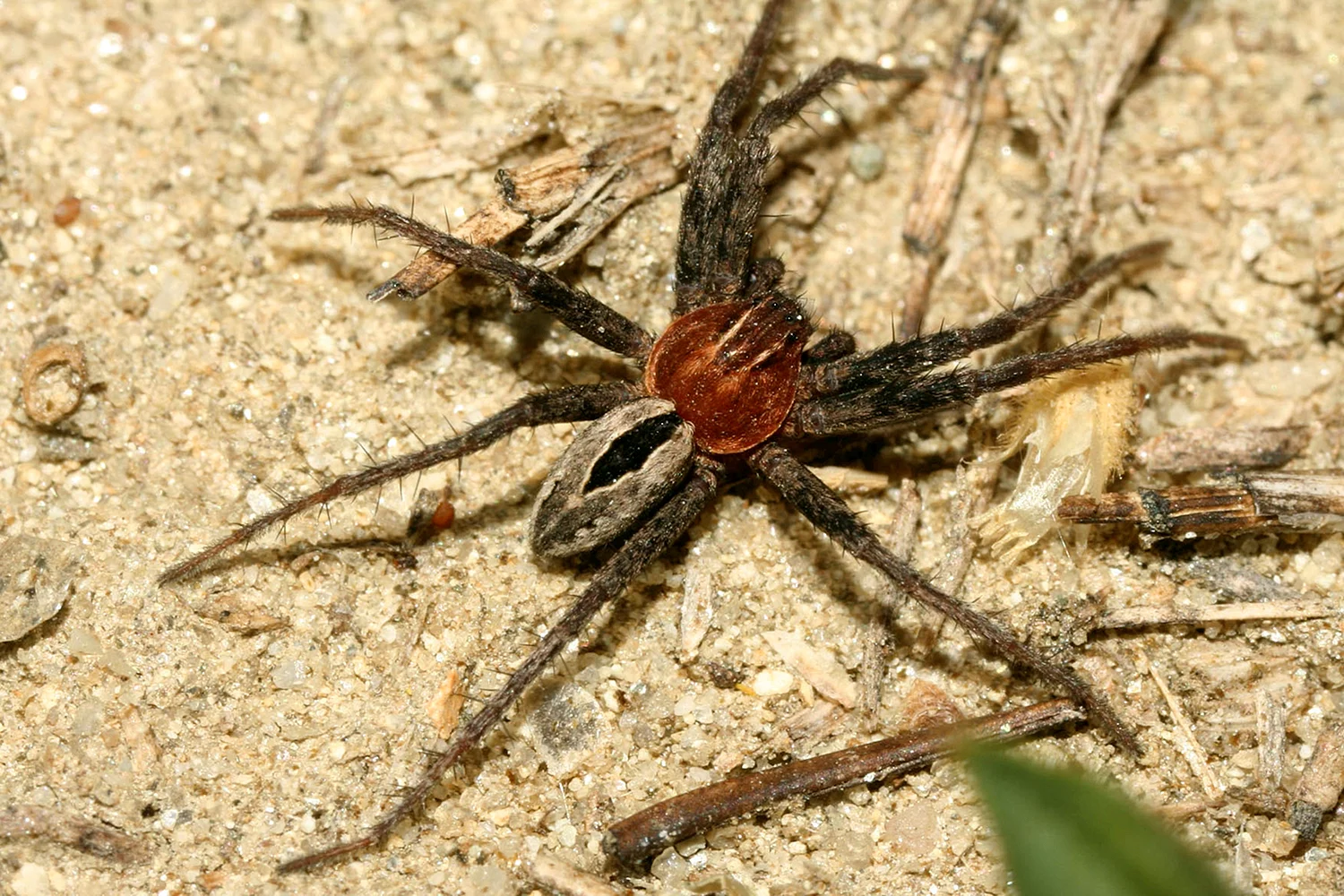 Каракурт паук в Краснодарском крае