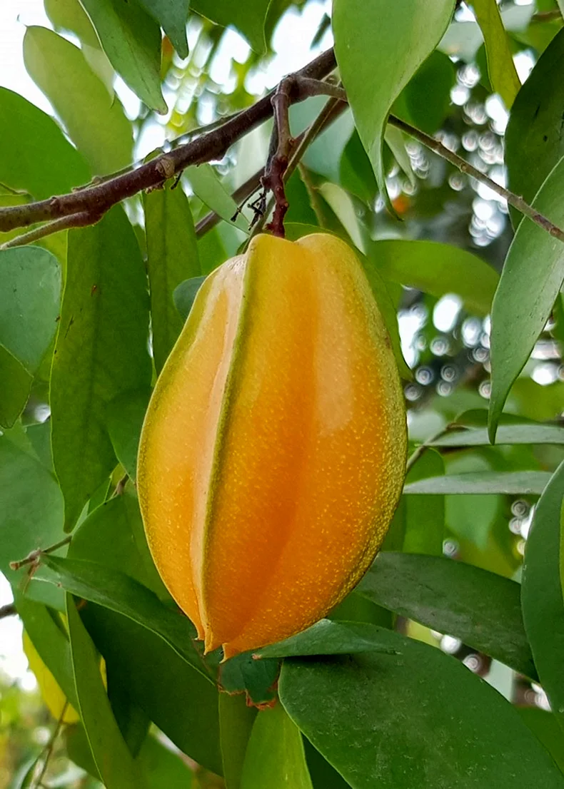Карамбола фрукт