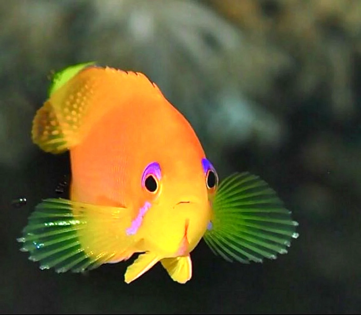 Карамелька рыбка аквариумная