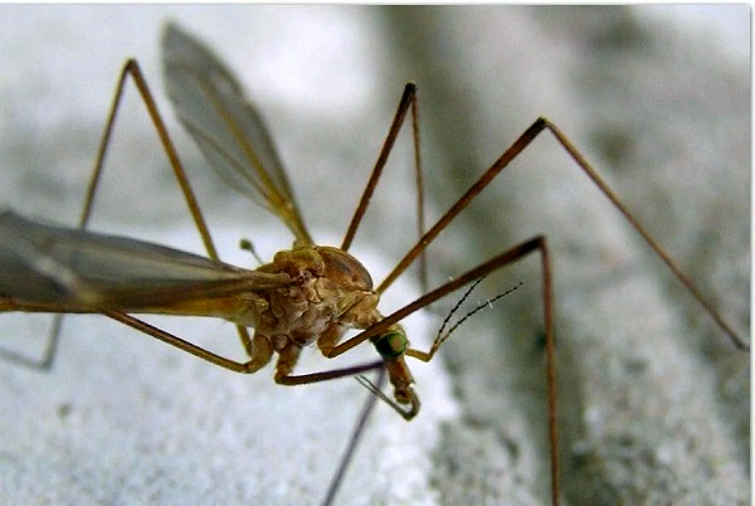 Карамора комар долгоножка