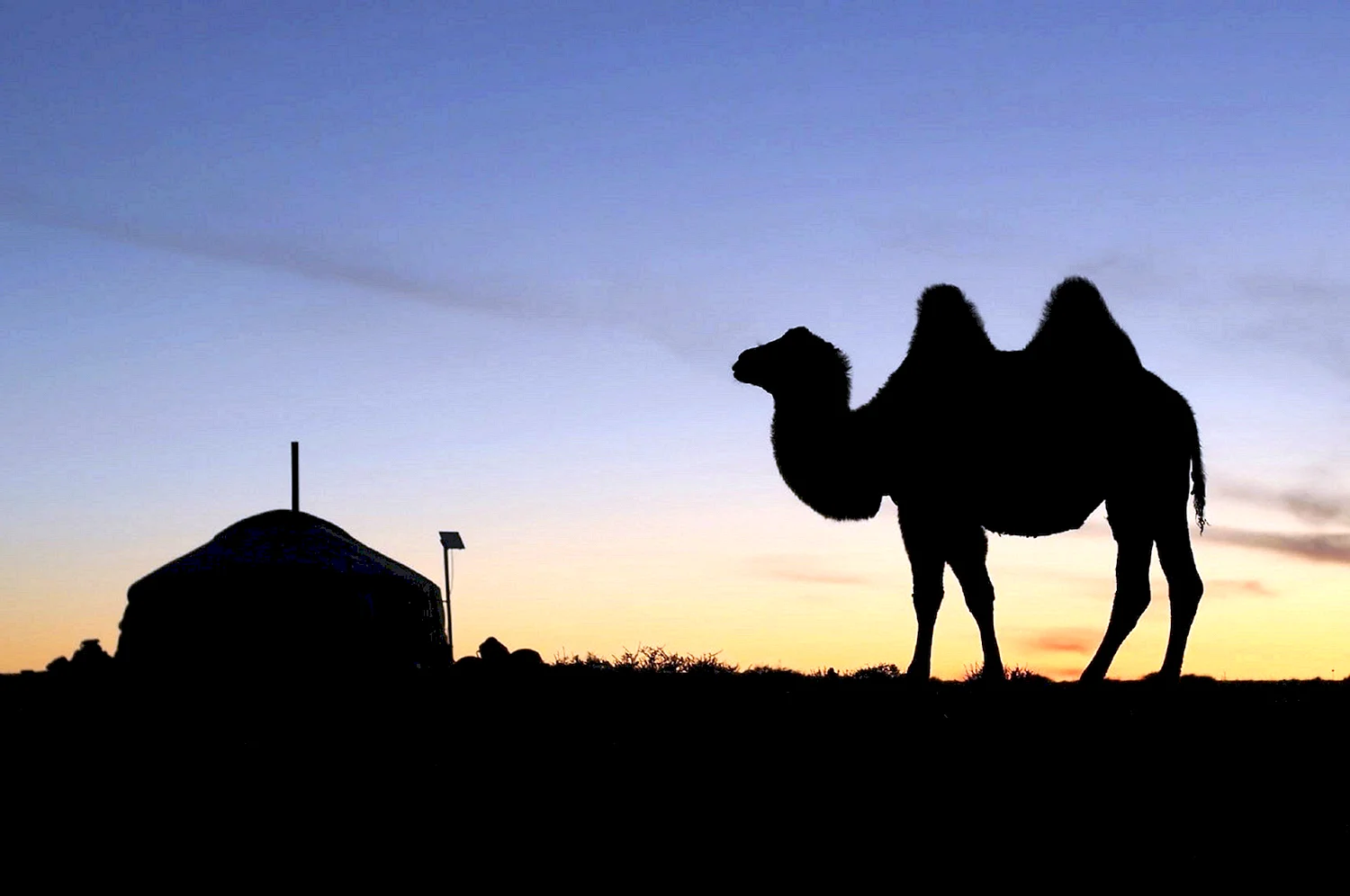 Караван верблюдов в Монголии