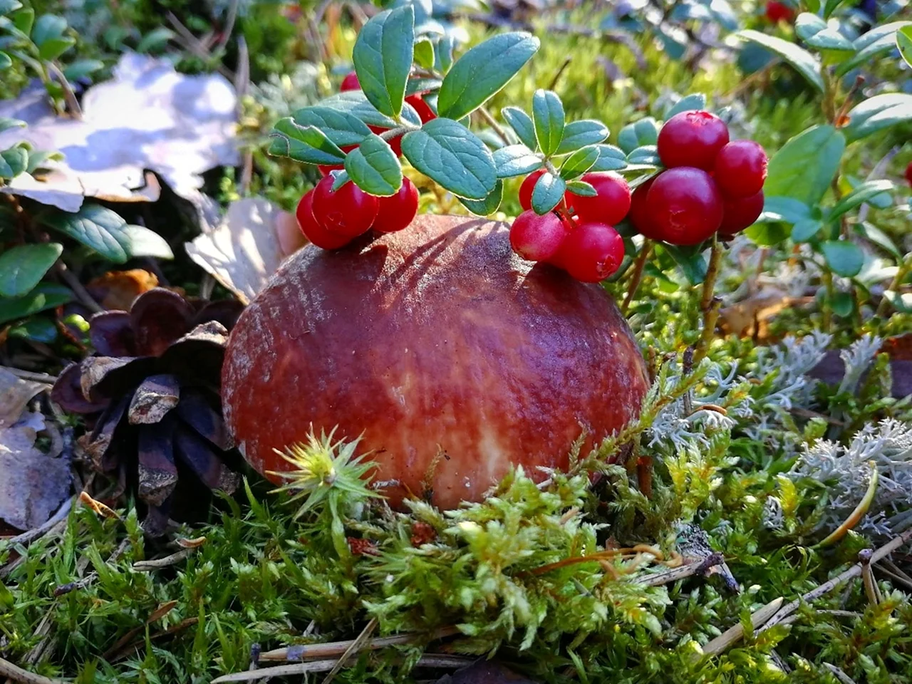 Карелия ягель ягоды грибы