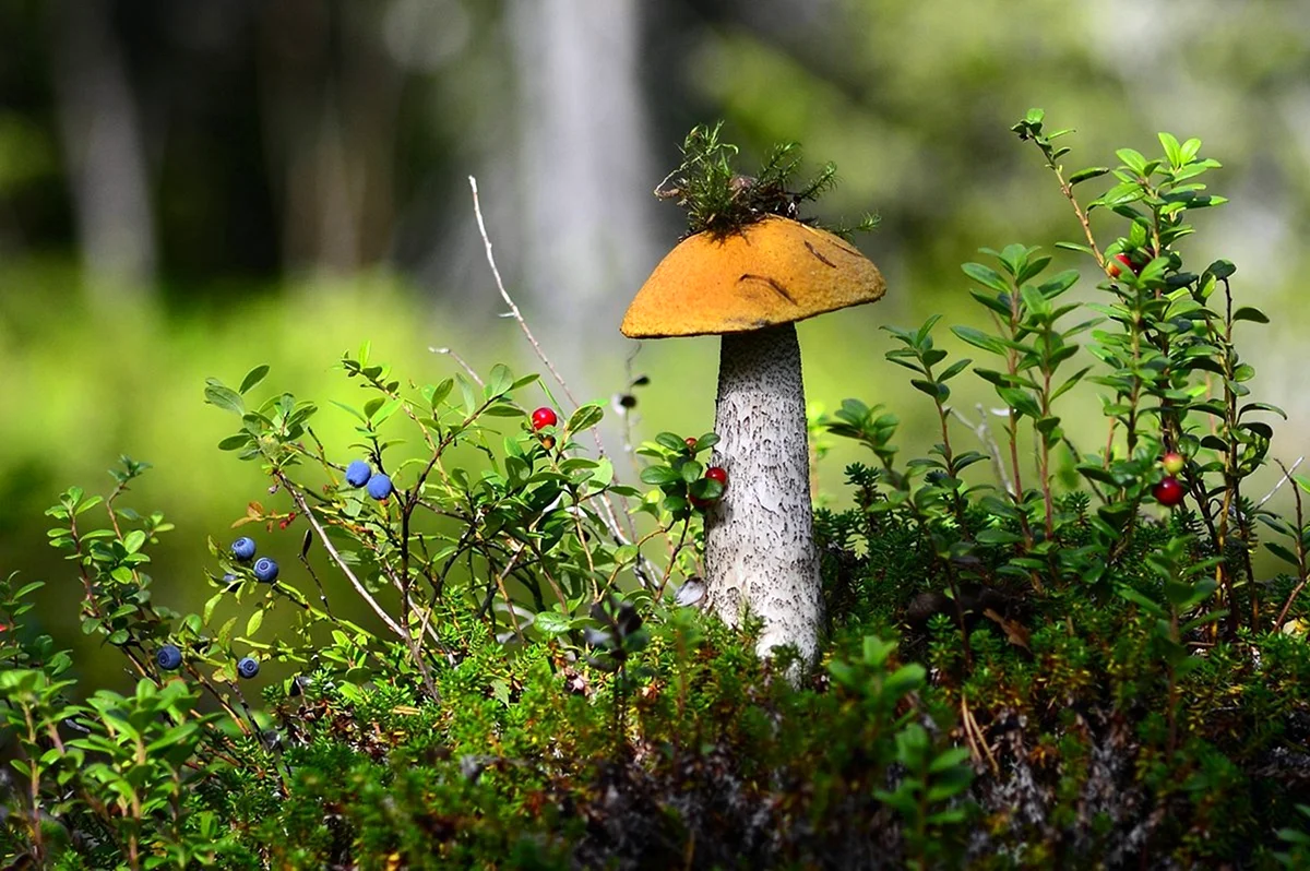 Карелия лес грибы