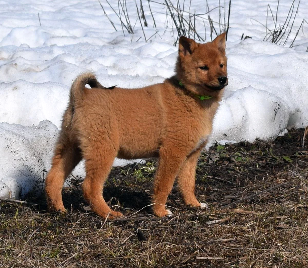 Карело-финская лайка щенки