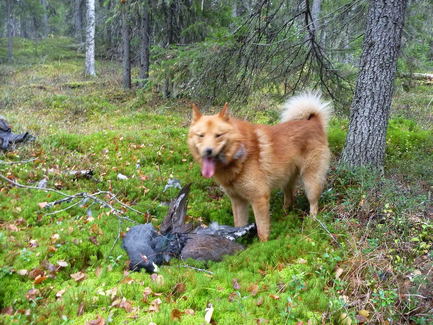 Карело-финская лайка в лесу