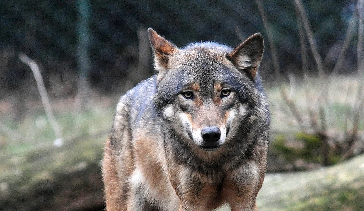 Карельский волк