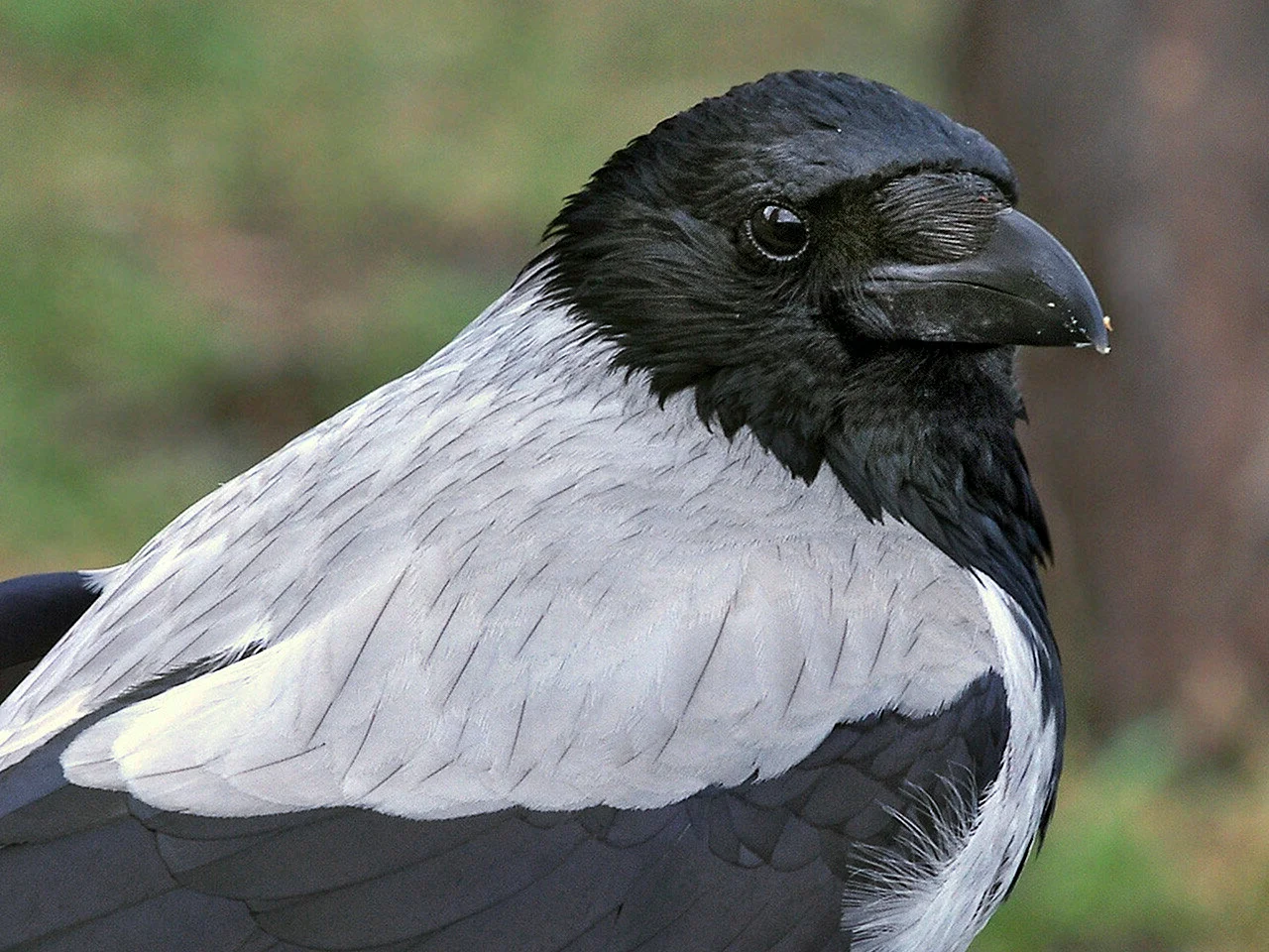 Карга серая(Corvus cornix)