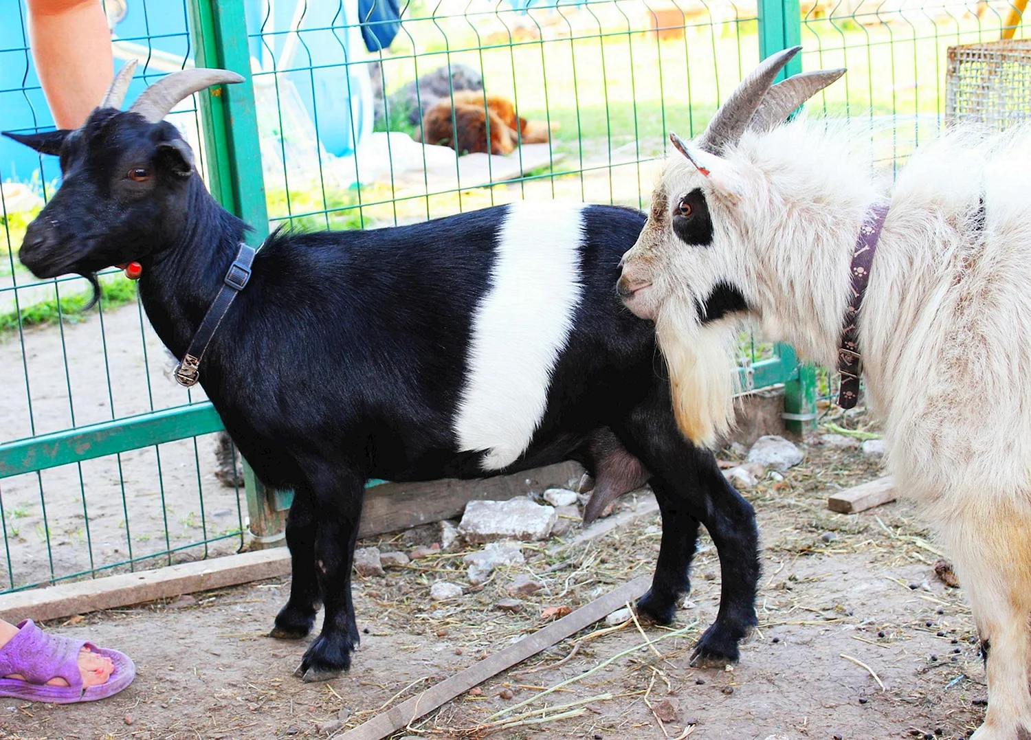 Карликовая коза белая с черным чулком
