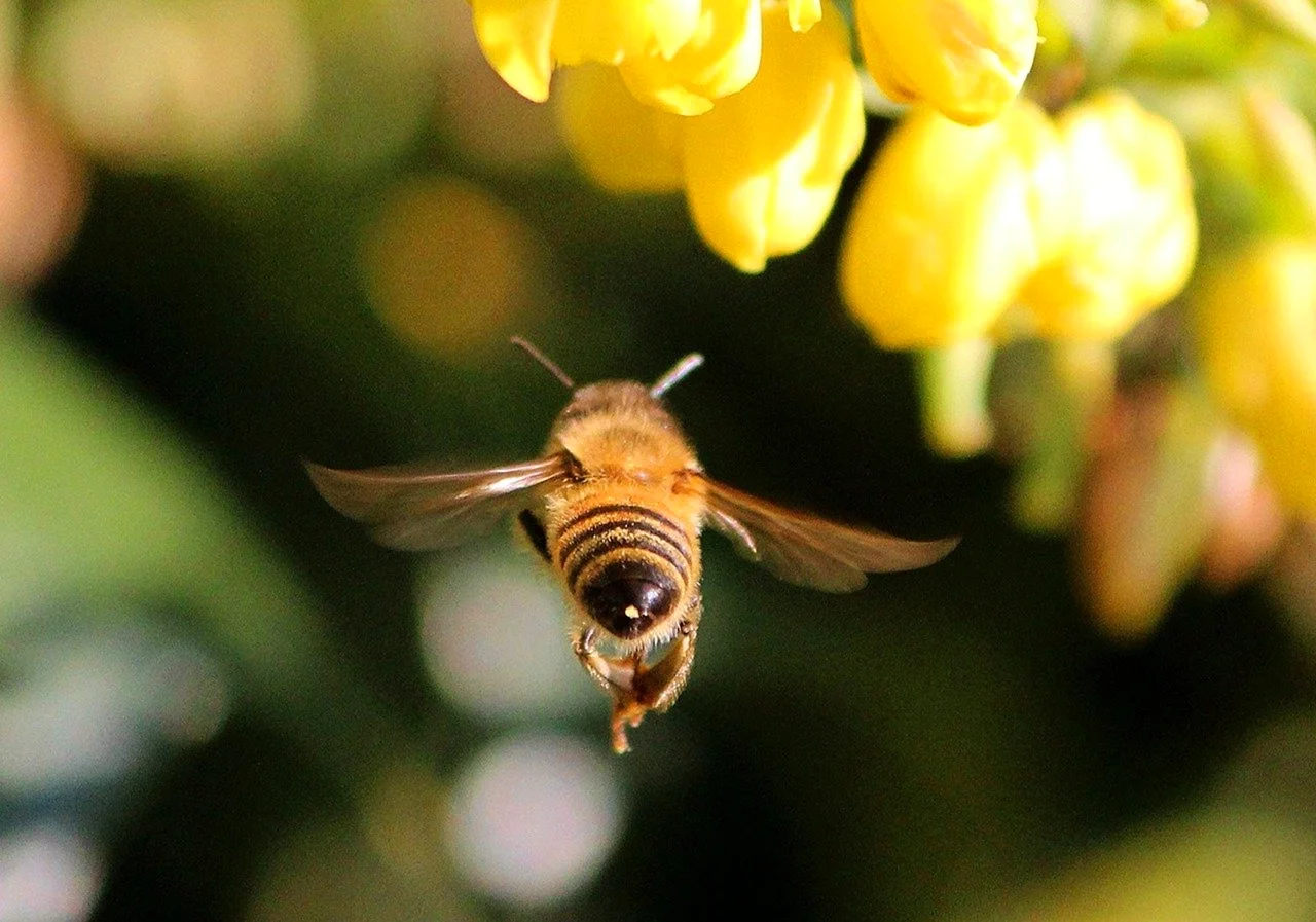 Карликовые медоносные пчелы