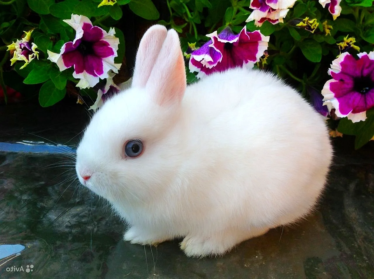 Карликовый кролик белый