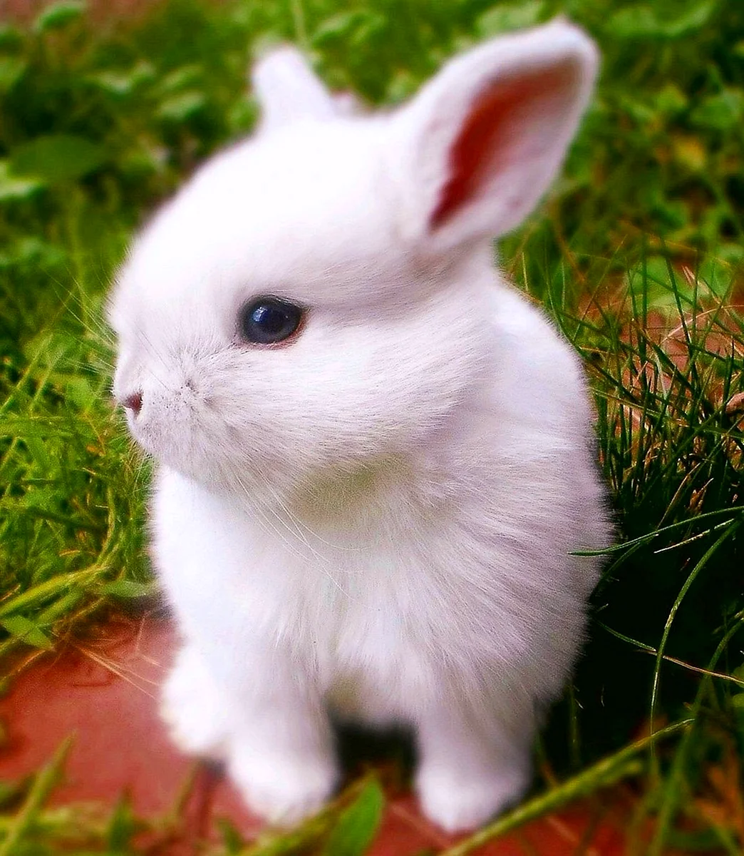 Карликовый кролик белый