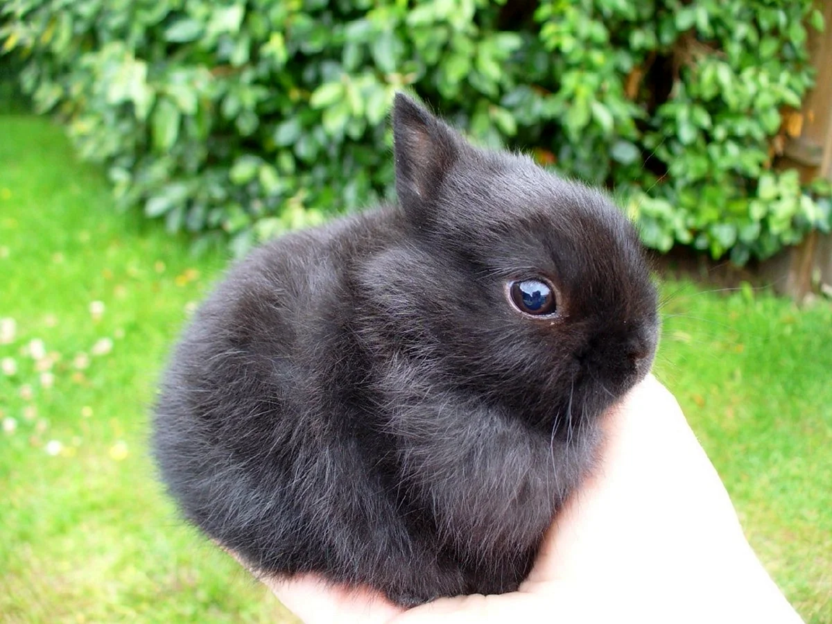 Карликовый кролик черный