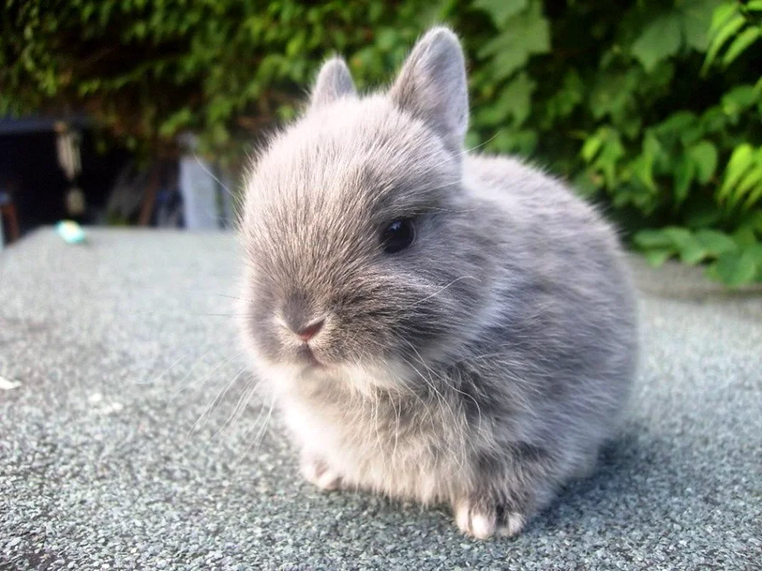 Карликовый кролик Пигмей серый