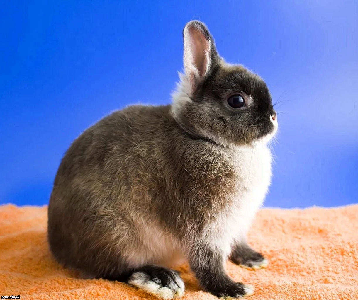 Карликовый кролик минор