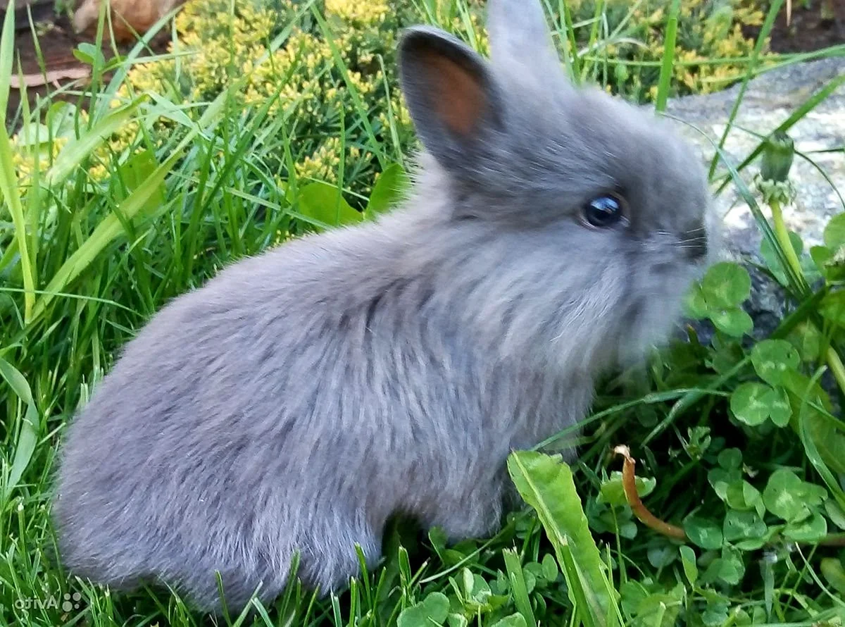 Карликовый кролик серый