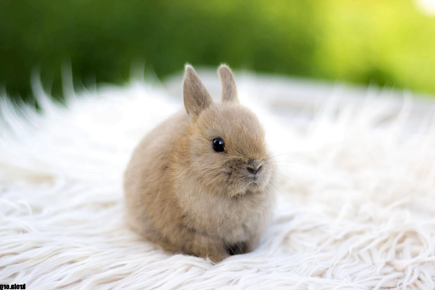 Карликовый кролик золотистый