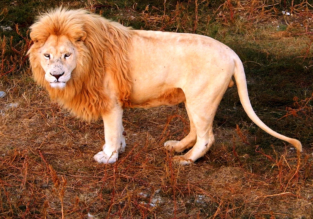 Карликовый Лев