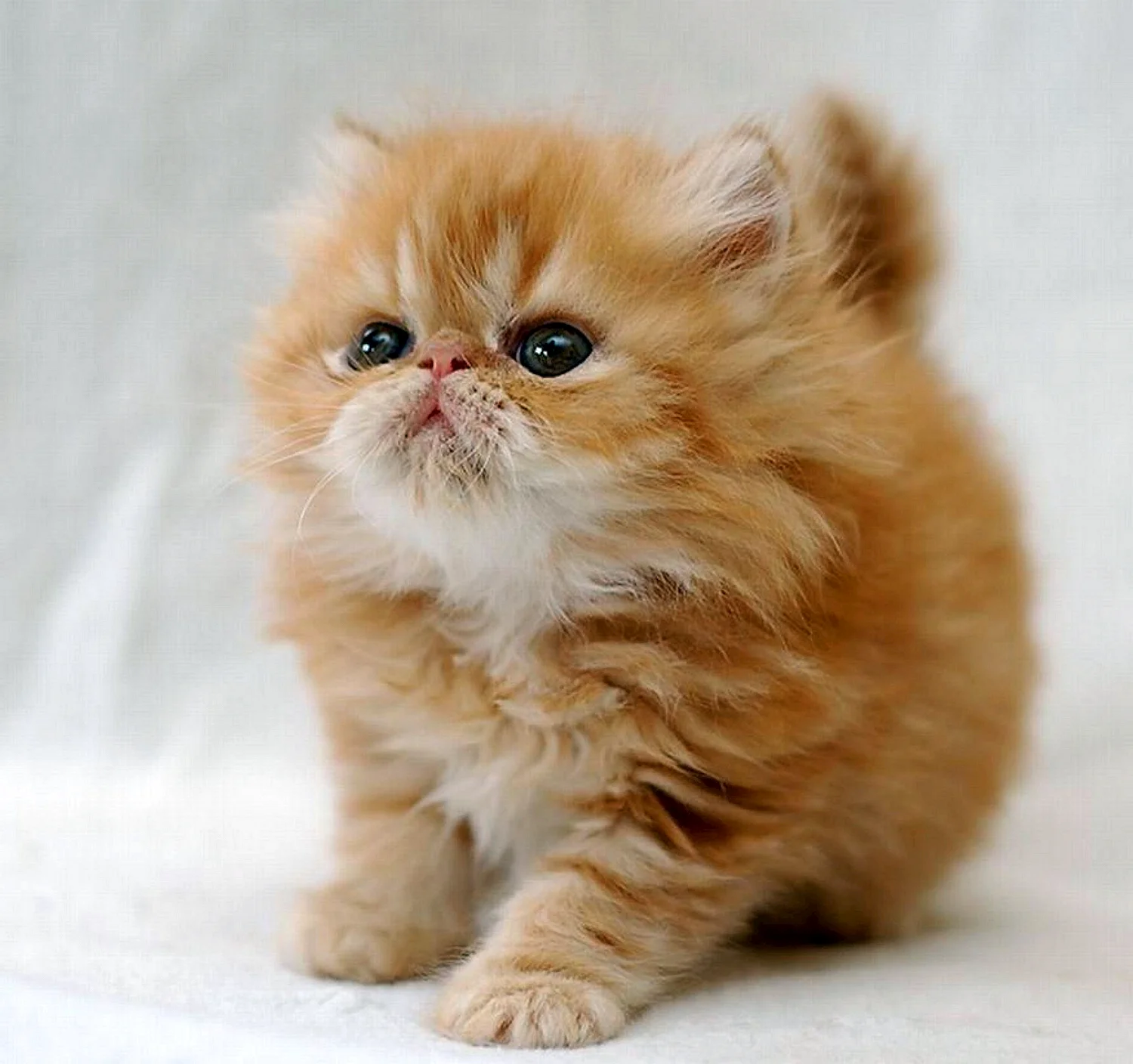Карликовый персидский кот