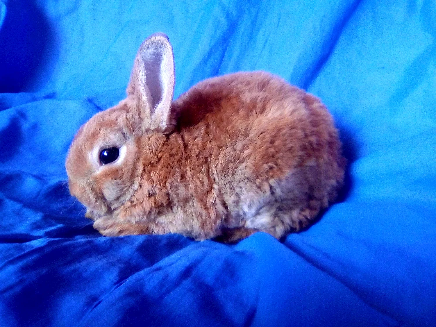 Карликовый рекс кролик