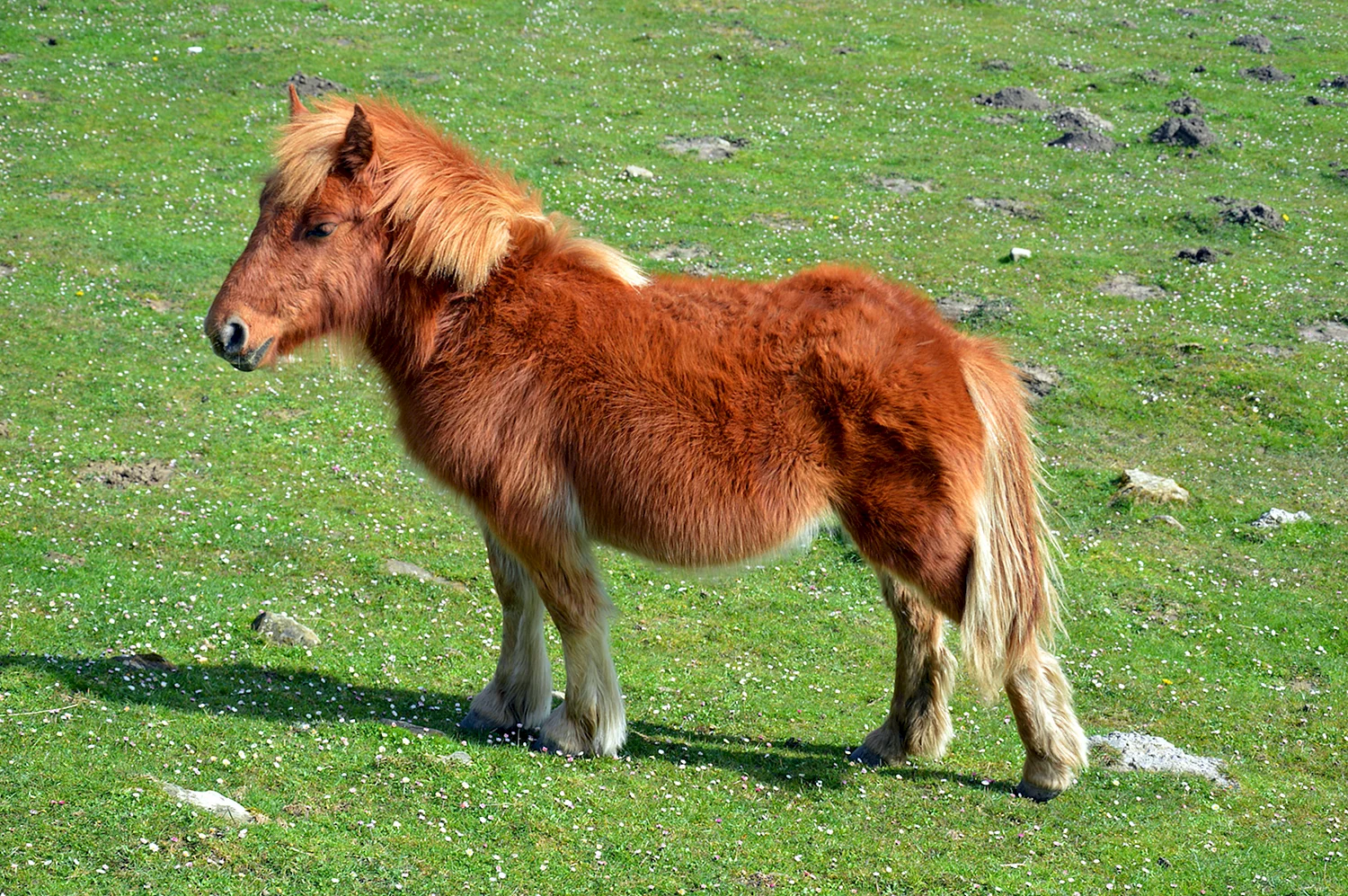 Карликовый шетлендский пони