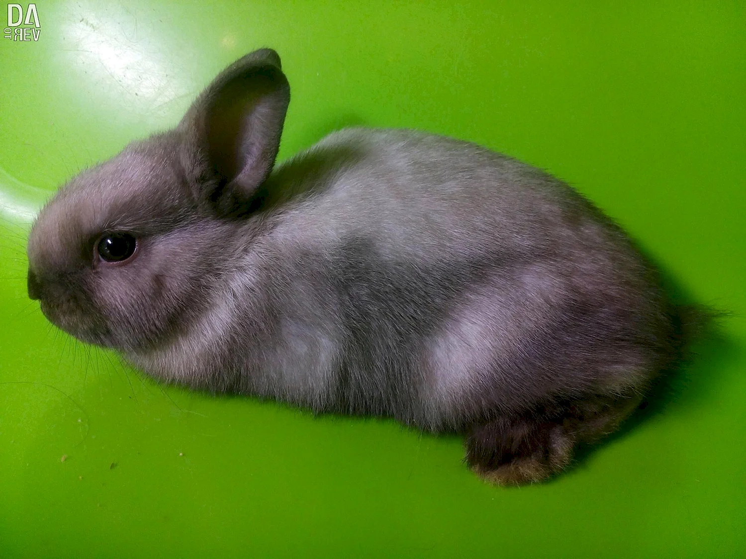 Карликовый шиншилловый кролик