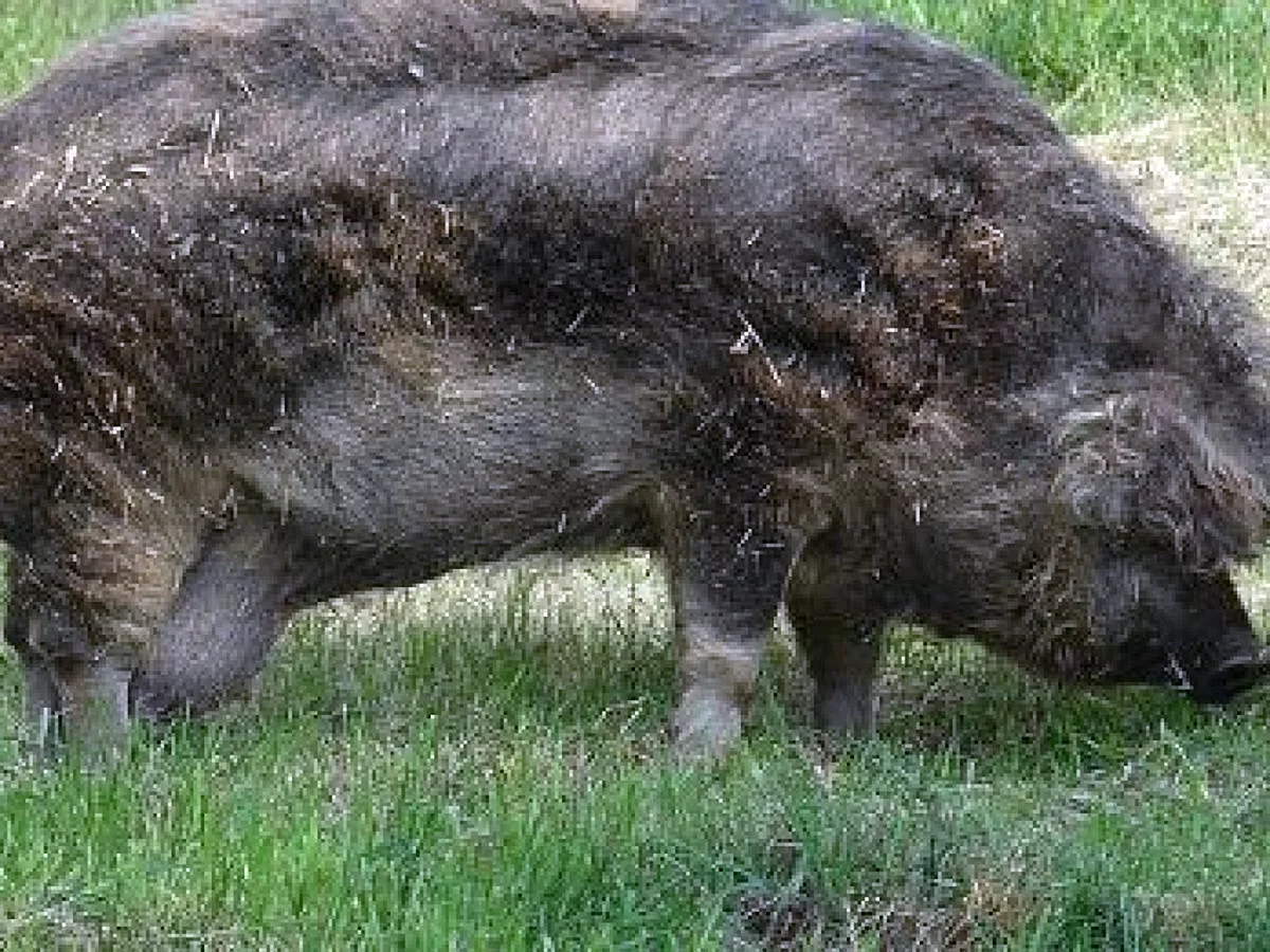 Кармалы порода свиней мангалица