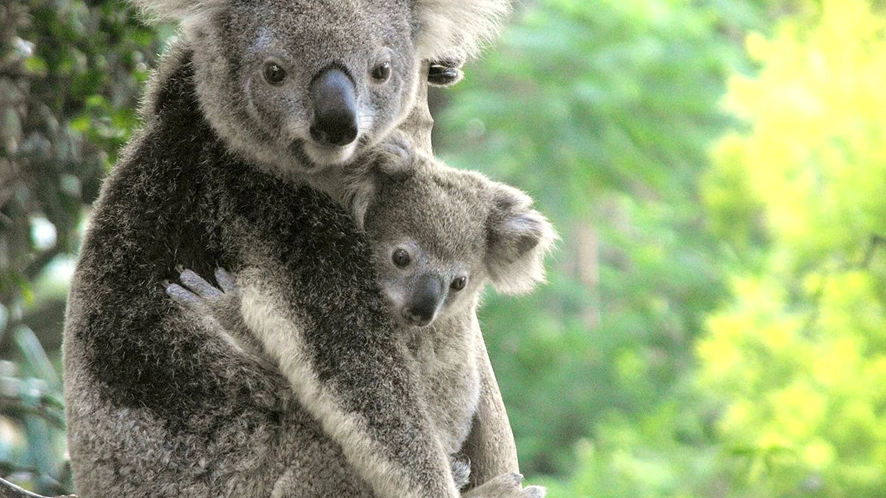 Кармик коала