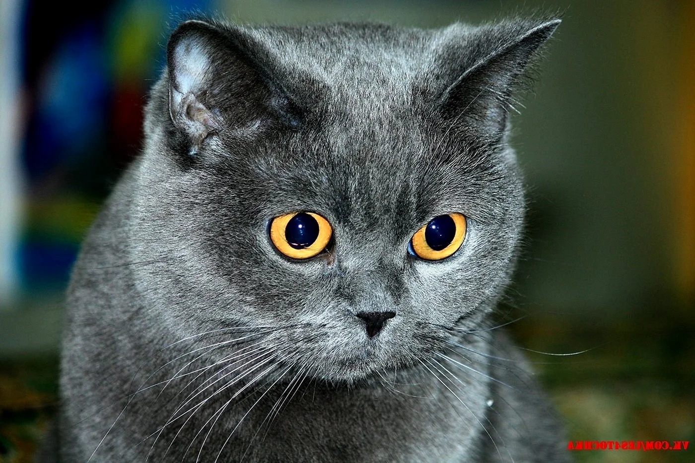 Картезианская кошка британец