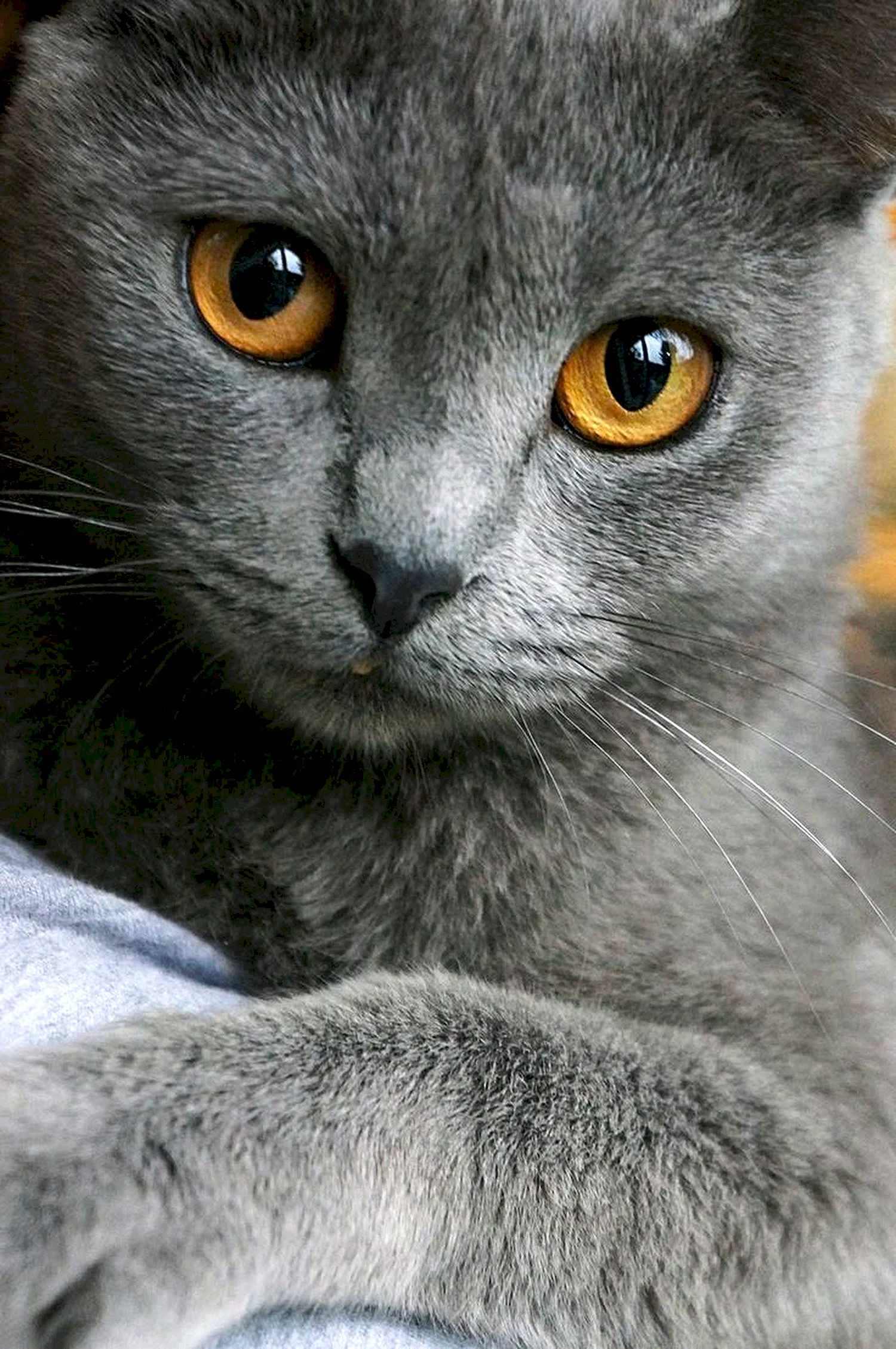 Картезианская кошка британец