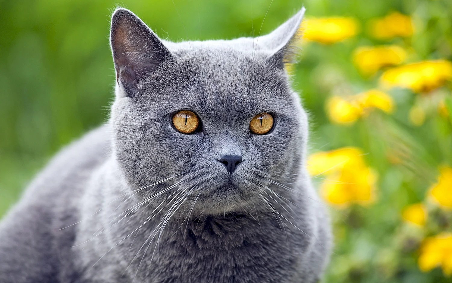 Картезианская кошка голубая