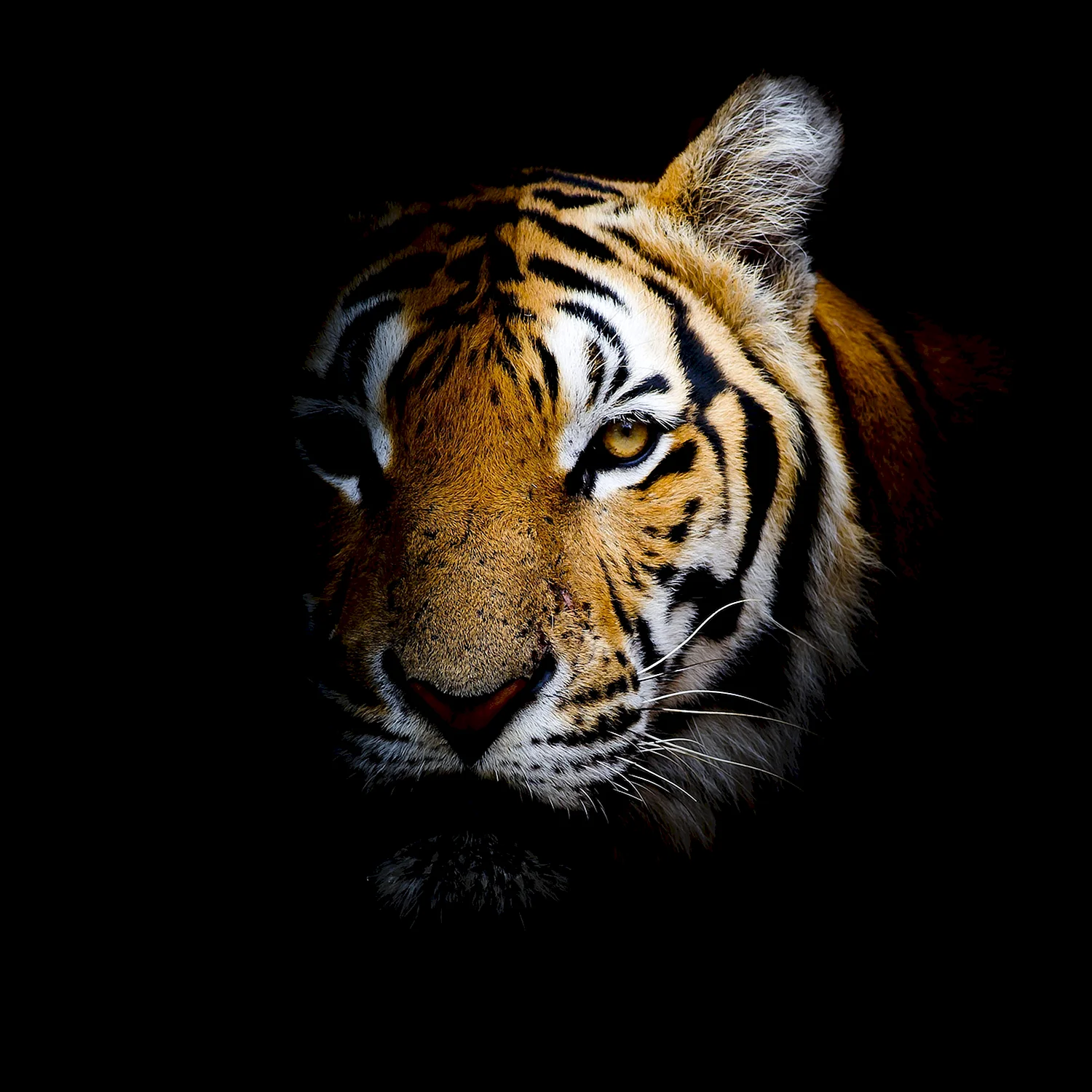 Картина на стекле непобедимый тигр