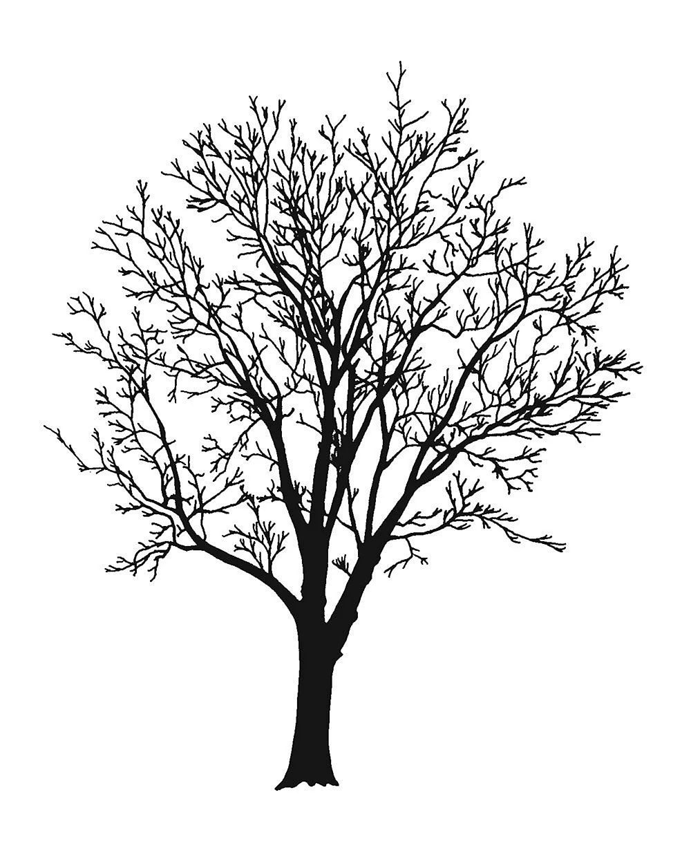 Картинка дерево без листьев