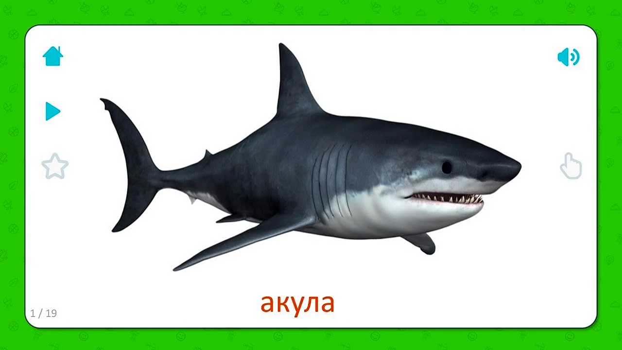 Карточка акула