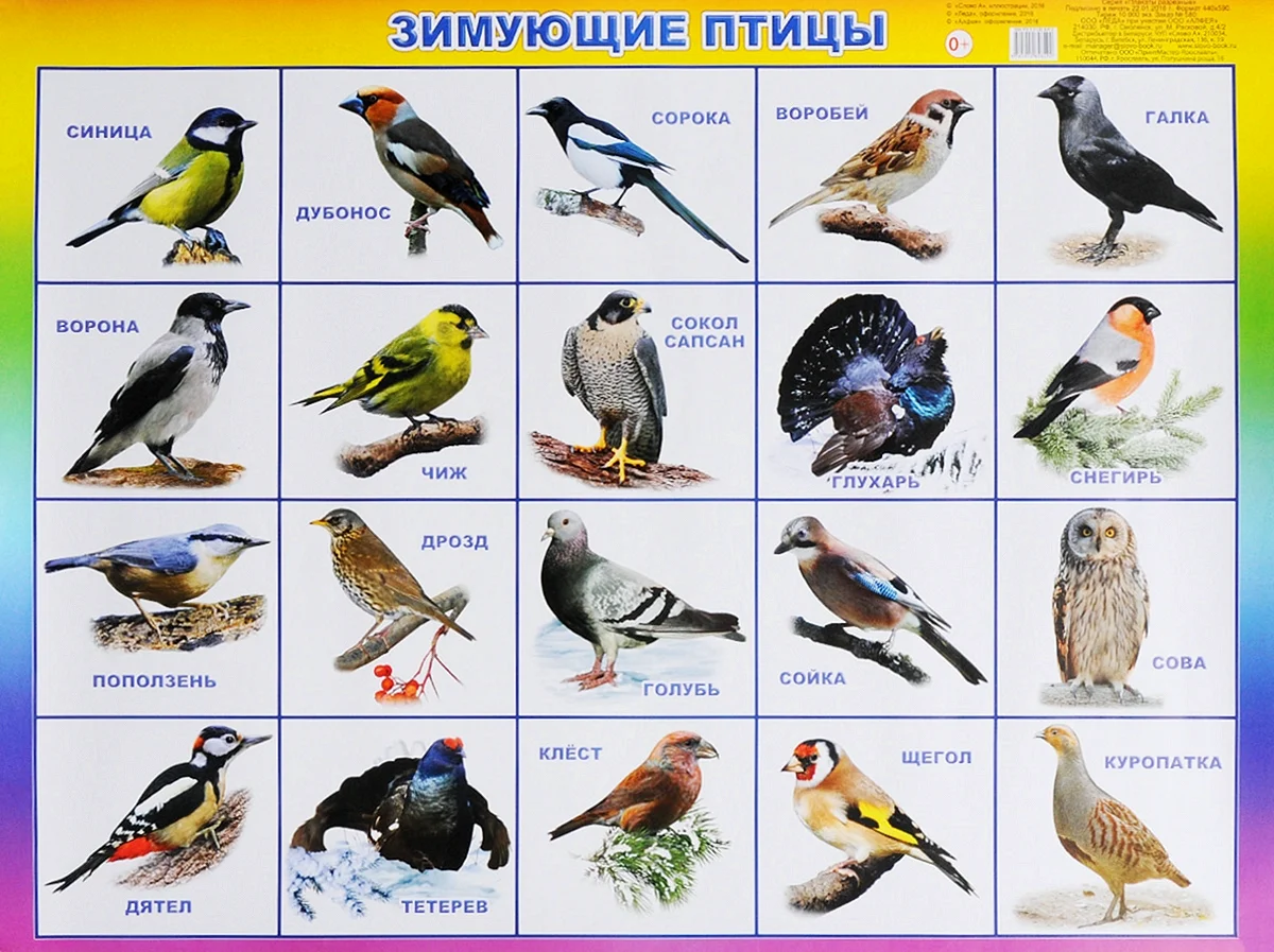 Карточки перелетные и зимующие птицы для детей