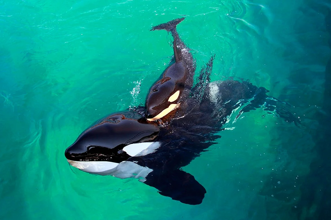 Касатка кит убийца