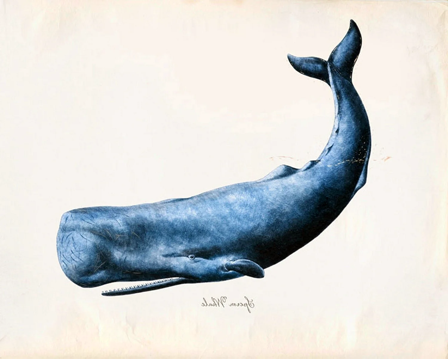 Кашалот кит картина