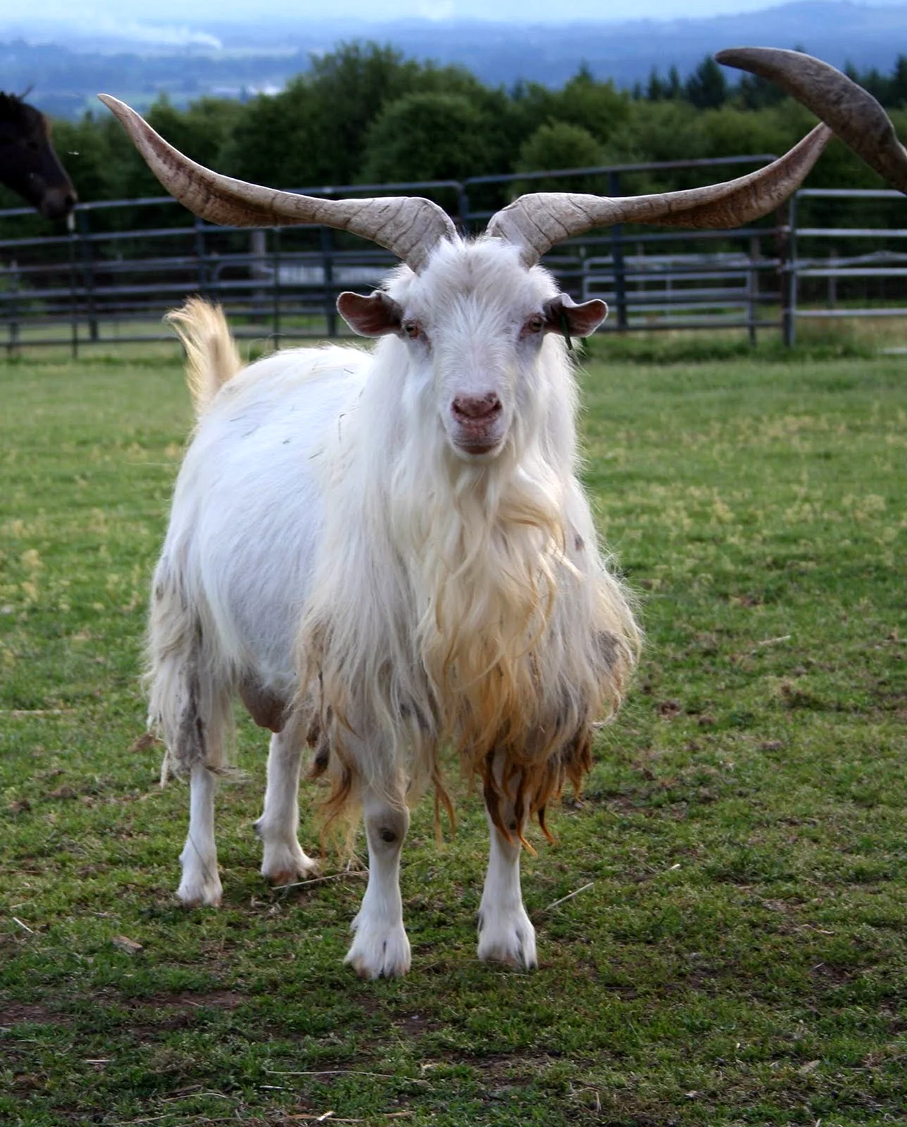 Кашмирская порода коз
