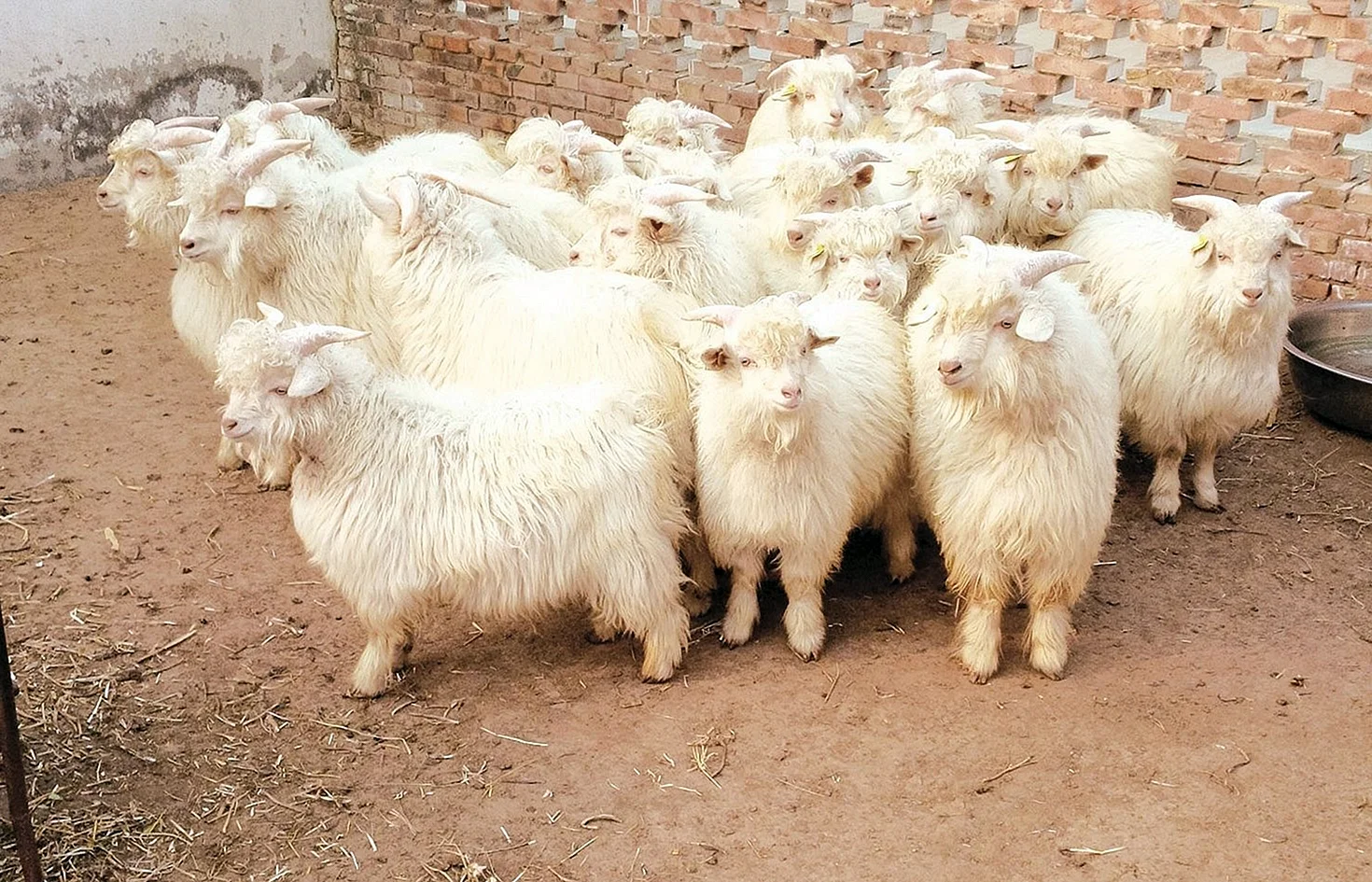 Кашмирская пуховая коза