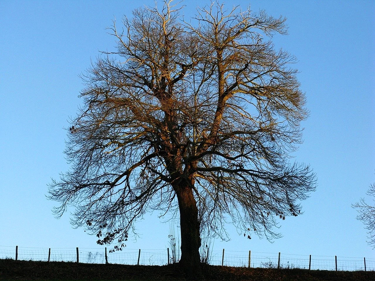Каштан дерево зимой